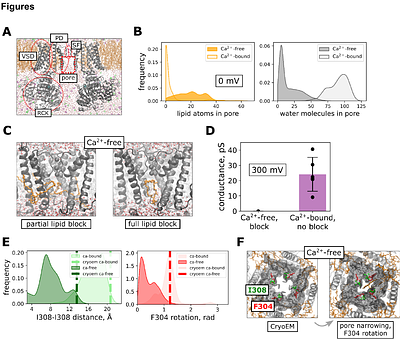 Lipid gating of BK channels and mechanism of activation by negatively charged lipids