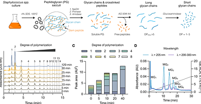 Denuded peptidoglycan oligosaccharides enable the biochemical investigation of bacterial cell wall recognition, modification, and degradation