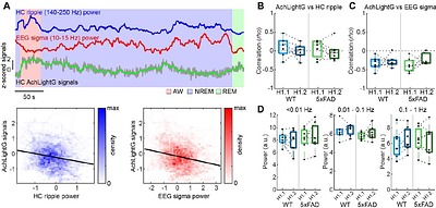 Experience-dependent sharp-wave ripple deficits in an Alzheimer's disease mouse model