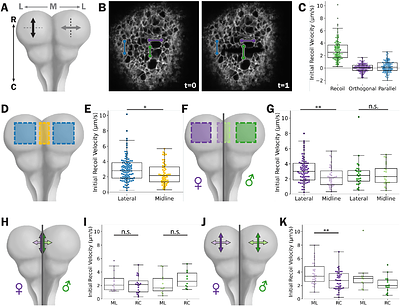 A lateral tension model for cranial mouse neural tube closure