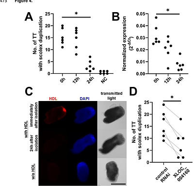 Host-derived lipoprotein is an environmental cue for asexual reproduction via a lipoprotein receptor homolog in a cestode