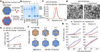 Receptor-guided AAV Tropism Engineering via MATCH
