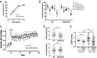 Smooth muscle LRRC8A knockout preserves vascular function in AngII hypertension