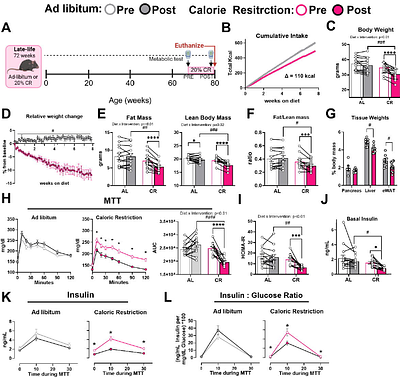 Calorie restriction suppresses aging alpha cell pro-inflammatory signaling