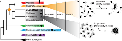 A close unicellular relative reveals aggregative multicellularity was key to the evolution of animals