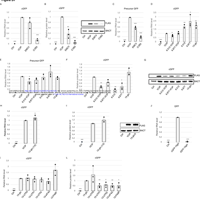 A Short 63-Nucleotide Element Promotes Efficient circRNA Translation