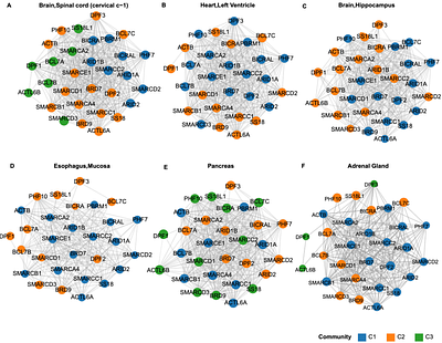 Tissue-Specific Co-Expression Patterns of BAF Complexes Provide Regulatory Insights Across Human Tissues with Implications for Endocrine and Non-Endocrine Functions