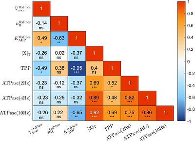 Dynamic balance of myoplasmic energetics and redox state in a fast-twitch oxidative glycolytic skeletal muscle fiber
