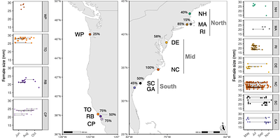 Fast and slow-paced reproductive life history across native and invasive populations of a predatory marine snail