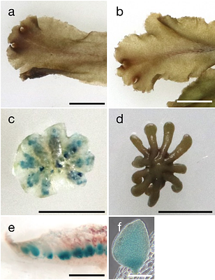 The MpCAFA gene encodes a ciliary protein required for spermatozoid motility in the liverwort Marchantia polymorpha