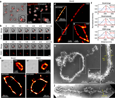 GTPase-powered progressive contraction of a supramolecular ring driving chloroplast division