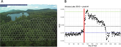 Phenology across scales: an intercontinental analysis of leaf-out dates in temperate deciduous tree communities