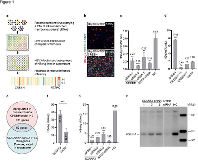 Scavenger Receptor class F member 2 is an intracellular receptor for Hepatitis B virus