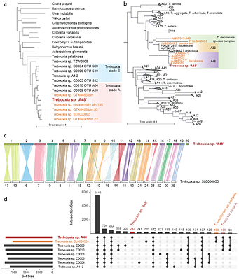 Chromosome-level genome assembly of the photobiont alga Trebouxia sp. 'A48' from Xanthoria parietina provides new insight into the lichen symbiosis