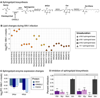 Multi-Omic Profiling Identifies Conserved Metabolic Pathways Critical for SARS-CoV-2 Variants Infection