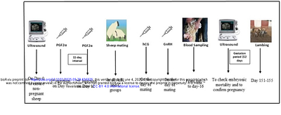 Effects of hCG or GnRH Treatment on Embryonic Mortality and Reproductive Performance in Buchi sheep of Cholistan Desert, Pakistan