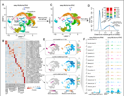 Easy-Multiome enables joint profiling of gene expression and chromatin accessibility in single cells