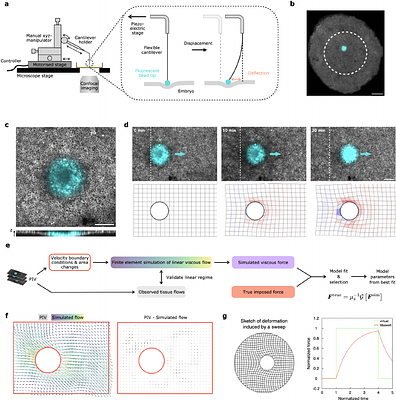 Direct measurements of active forces and material properties unveil the active mechanics of early embryogenesis