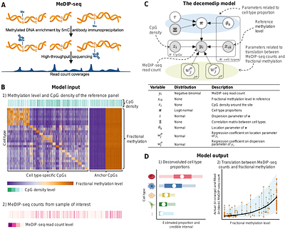 decemedip: hierarchical Bayesian modeling for cell type deconvolution of immunoprecipitation-based DNA methylomes