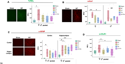 Complement modulation synergizes with therapeutic hypothermia in a rat model of neonatal HIE