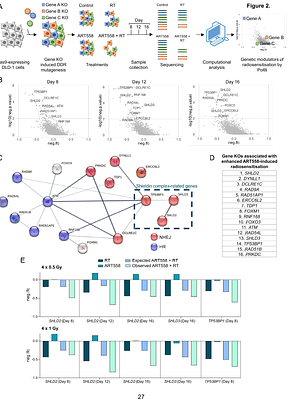 SHLD2 loss is a synthetic vulnerability to Polθ inhibition combined with radiotherapy
