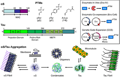 Genetic Code Expansion and Enzymatic Modifications as Accessible Methods for Studying Site-Specific Post-Translational Modifications of Alpha-Synuclein and Tau