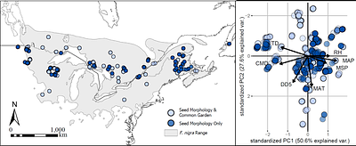 Climate gradients drive the evolution of seed morphology and life history with impacts to seedling fitness in Fraxinus nigra
