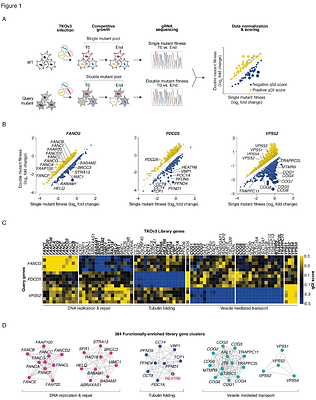 A global genetic interaction map of a human cell reveals conserved principles of genetic networks