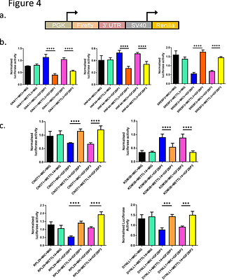 Context-Dependent Synergism and Antagonism between IGF2BP1/3 and METTL3/14 in m6A-mediated mRNA regulation