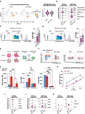 Generation of hypoimmunogenic gastric insulin-secreting organoids