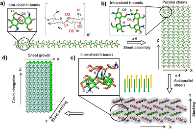 Electric Field Induces Dewetting Transitions in Amphiphilic Crystalline Domains of Chitosan-Based Hydrogels