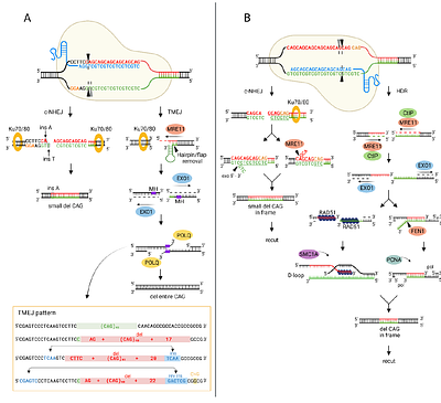 CRISPR/Cas9-induced double-strand breaks in huntingtin locus lead to CAG repeat contraction through the extensive DNA end resection and homology-mediated repair