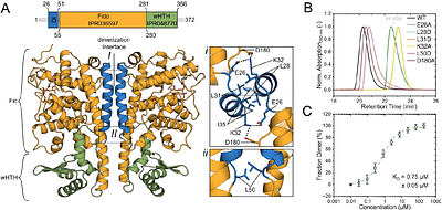 The Shewanella oneidensis Fic enzyme SoFic targets the switch-Iregion of EF-Tu for AMPylation