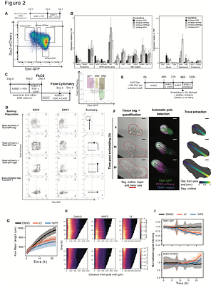 Brachyury expression levels predict lineage potential and axis-forming ability of in vitro derived neuromesodermal progenitors