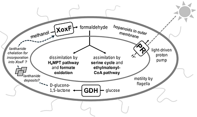 Diel cycle of lanthanide-dependent methylotrophy by TMED127/Methylaecorales bacteria in oligotrophic surface seawater
