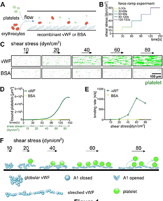 Binding of extracellular vesicles to stretched von Willebrand factor promotes platelet activation