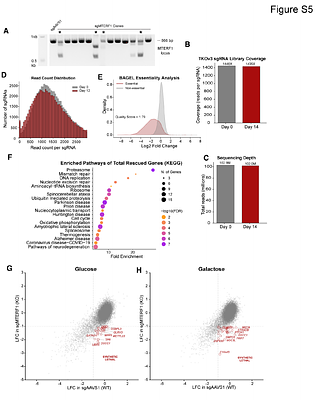 MTERF1 loss buffers against pathogenic mtDNA deletions through transcriptional regulation