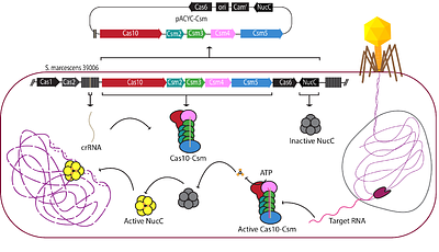 Structural insights into target detection by the S. marcescens type III CRISPR complex and its deployment inSNP identification