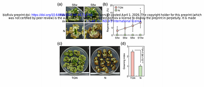 A full-length GRAS domain protein underpins efficient shoot regeneration in pepper