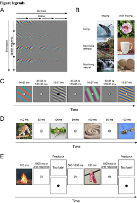 Robust Neural Decoding with low density EEG