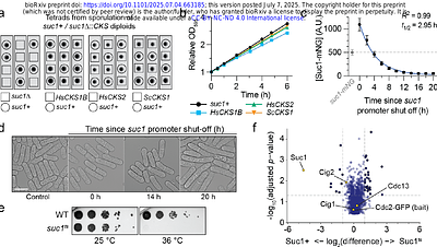 Control of CDK activity and the cell cycle by CKS proteins