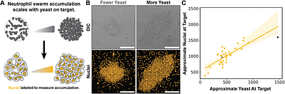 Arachidonic acid availability controls neutrophil swarm initiation and scaling