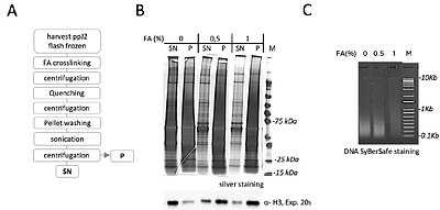 DNA-protein interactions in Meloidogyne incognita