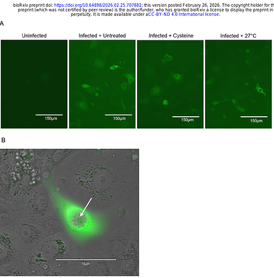 Glutathione impacts both Batrachochytrium dendrobatidis virulence and amphibian cellular defence in a chytridiomycosis model