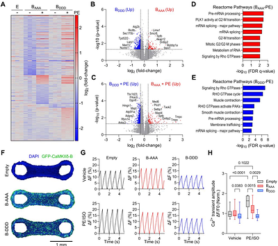 Cytoplasmic CaMKIIδ-B prevents myocardial recovery in heart failure