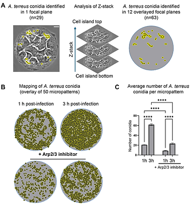 Arp2/3 complex contributes to the actin-dependent uptake of Aspergillus terreus conidia by alveolar epithelial cells