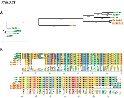 Replacement of Arabidopsis H2A.Z with human H2A.Z orthologs reveals extensive functional conservation and limited importance of the N-terminal tail sequence for Arabidopsis development