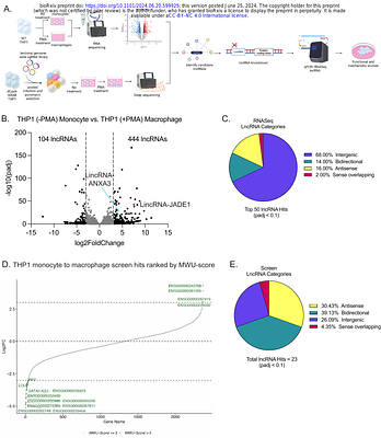 Identification and Functional Characterization of lncRNAs involved in Human Monocyte-to-Macrophage Differentiation