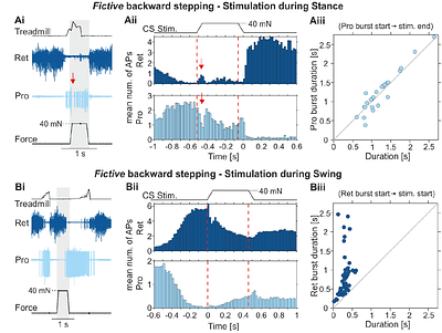 Task-specificity of local load feedback depends on intersegmental information in an insect walking system