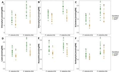 Differential photosynthetic response to phosphate starvation in C3 and C4 Flaveria species